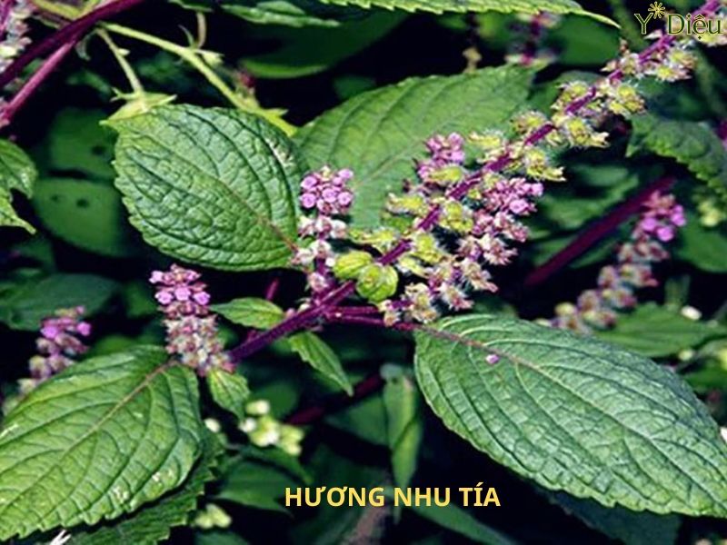 Hương nhu có tính kháng khuẩn và chống viêm mạnh mẽ